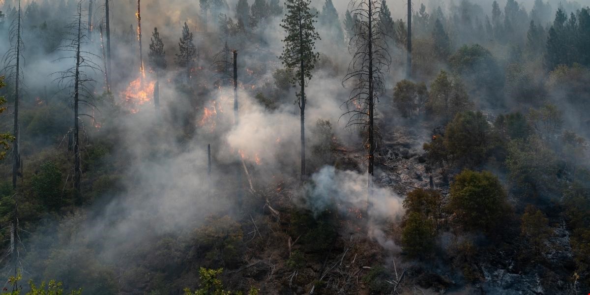 Incendi Boschivi: Inquinamento Atmosferico Sottostimato