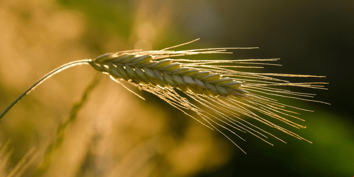 Le polizze semplificate nel settore agricolo italiano