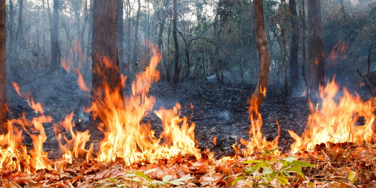 Gli incendi di luglio in Europa