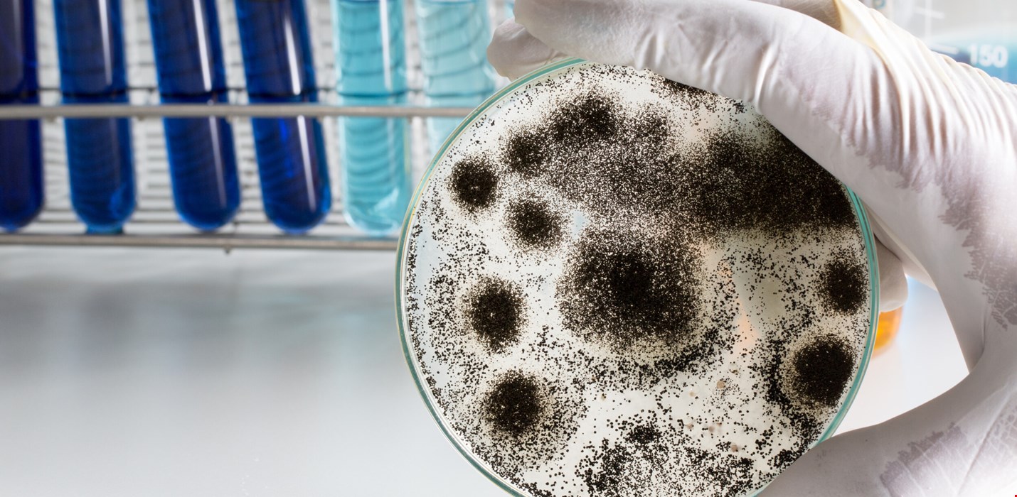 Are all indoor air problems caused by mold?