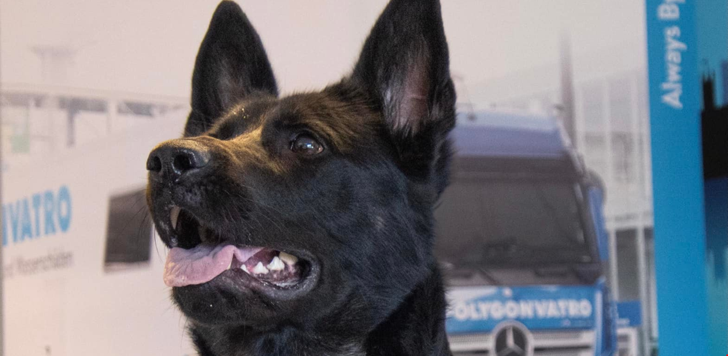 Mød Polygons helt egen skimmelhund, Birla