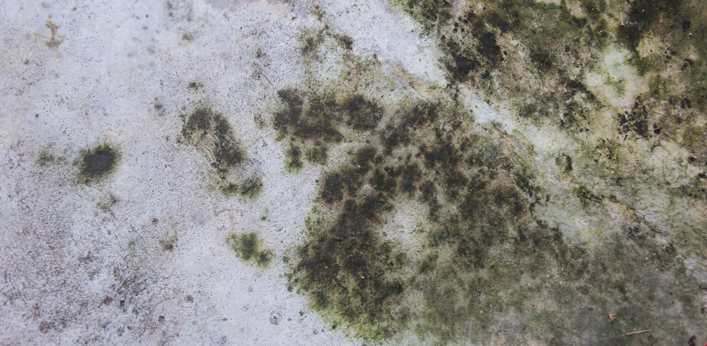 Traitement-assainissement des moisissures