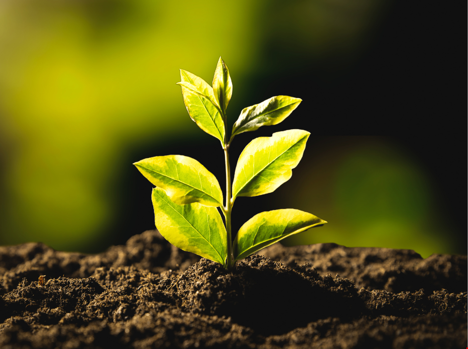 Polygon Releases 2024 Sustainability Report