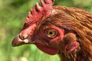 Photo from Oliver Clarke