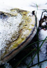 Reduce Spring Mold in the Fall