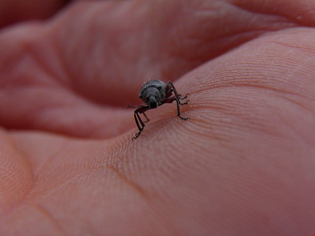 Is Your Archive Environment Attracting Insects?