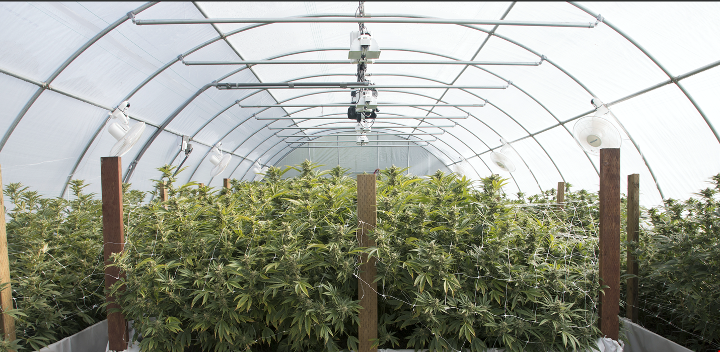 Are you part of the 3%?  Humidity and controlling the climate in Greenhouses and Cultivation Facilities