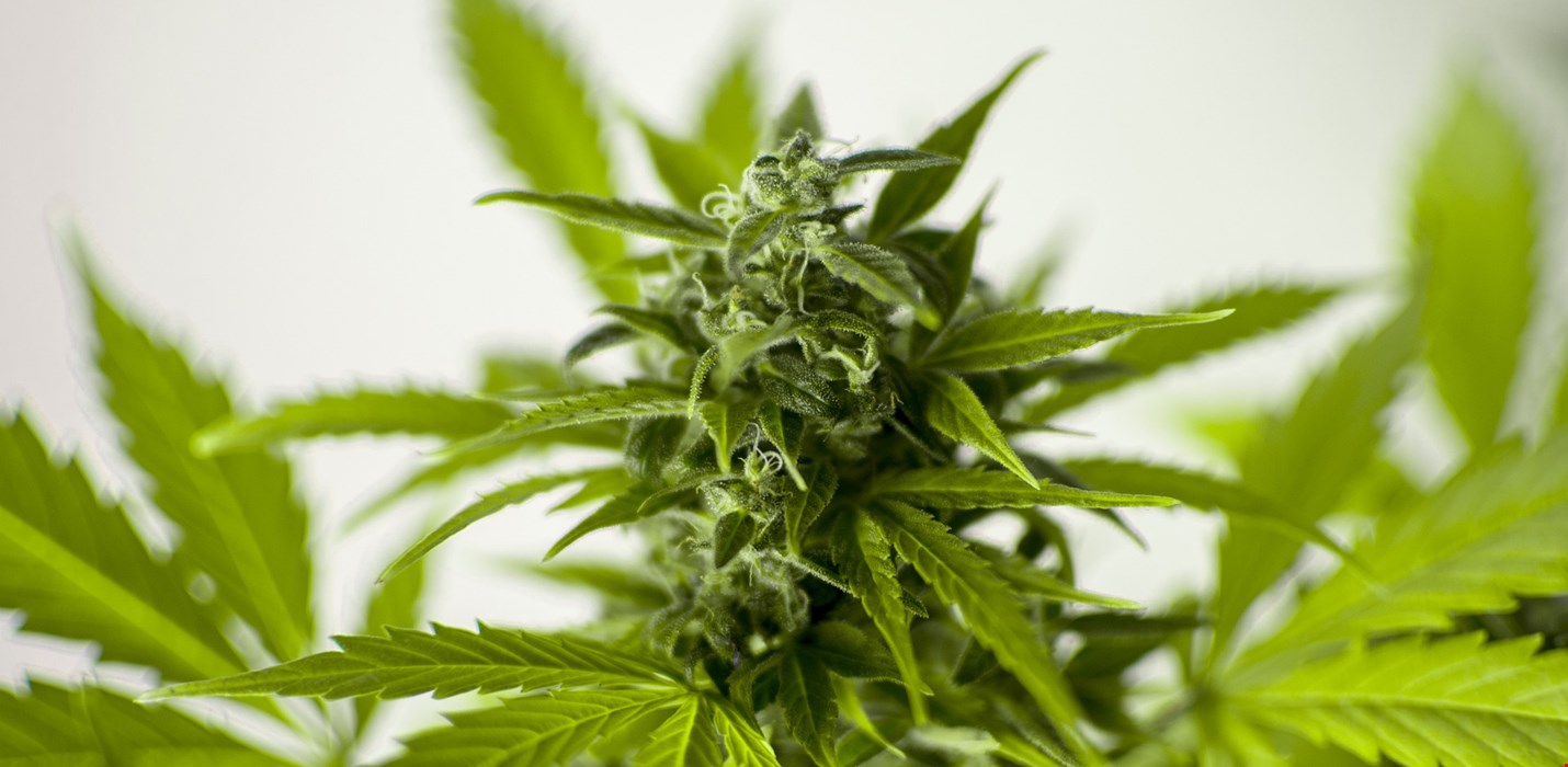 Greenhouse & Grow Room Infographic Series Pt. 2 - Harvesting