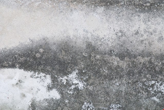 Can Mold Grow on Concrete? 