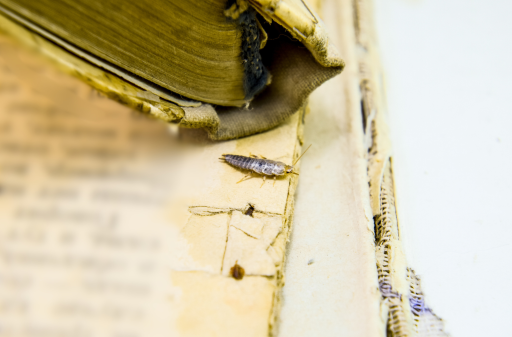 SIlverfish in book