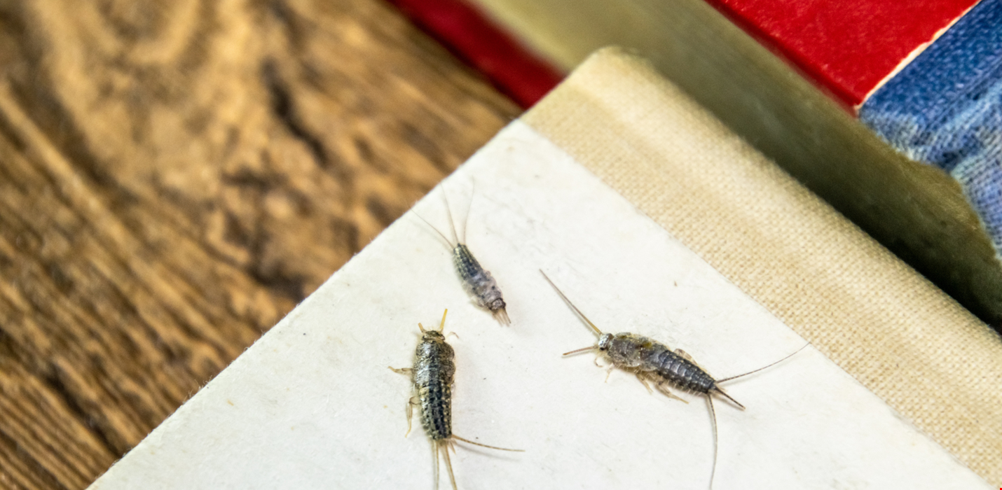 The Silverfish Menace: Protecting Books and Paper Documents