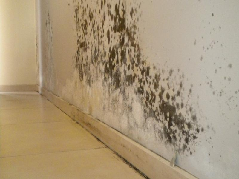 Schimmel op muur Polygon