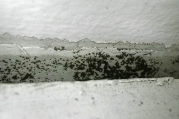 homeen hajun poisto rakennuksesta irtaimistosta polygon