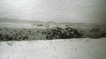 home_kasvusto katossa_polygon