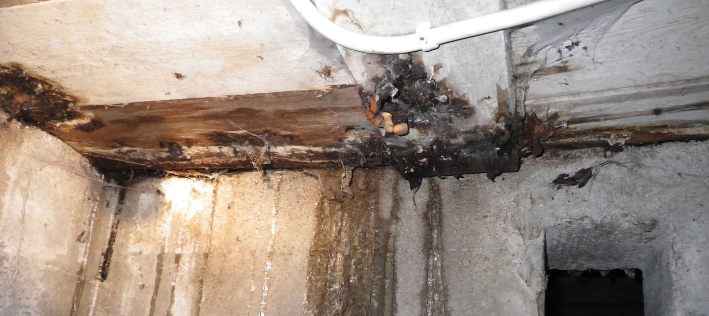 kosteusvaurio kosteusvauriot polygon