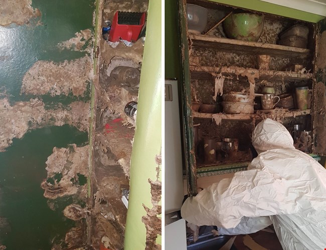 Polygon - hussvamp tar över sommarstuga