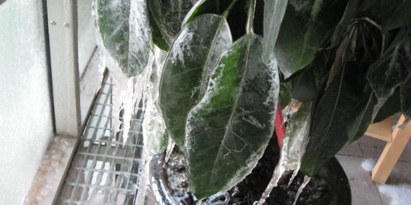 Frysskada som kan ge fuktskada. Här ser vi en växt med vatten som har fryst till is på bladen. Frysskada som kan ge fuktskada. Här ser vi en växt med vatten som har fryst till is på bladen.